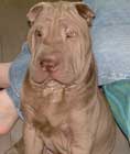 Photo de Sharpei Chiot